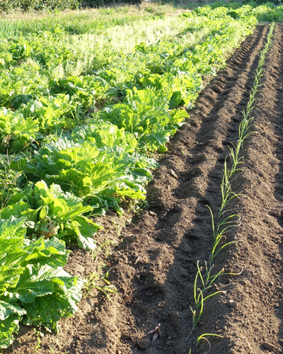 使い易い便利な農具を追求します